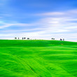 Tuscany, cypress trees and fields. San Quirico Orcia, Italy.
