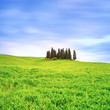 Cypress trees landscape in Orcia, San Quirico, Tuscany. Italy