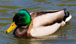 PATO