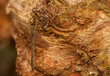 Cordulia aenea