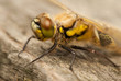 Libellula quadrimaculata