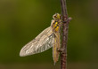 Libellula quadrimaculata