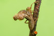 Libellula quadrimaculata