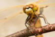 Libellula quadrimaculata