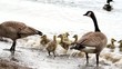 Video: Canada Geese and Goslings on Sandy Beach on a Windy Day Canada Geese and Goslings on Sandy Beach on a Windy Day