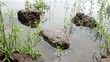 Video: Rocks and Green Grass in Water Spring Season in Oregon Rocks and Green Grass in Water Spring Season in Oregon