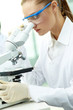 Photo: Working with microscope Working with microscope