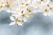 Cherry blossom on water, blue background. Copy space, very selec