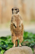 Meerkat
