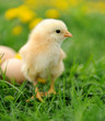 Photo: Little chicken Little chicken