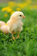 Photo: Little chicken Little chicken