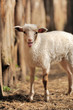 Young sheep