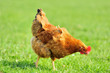 Photo: Brown chicken Brown chicken