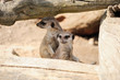 Meerkat