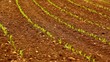 Young corn on the field.