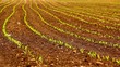 Young corn field.