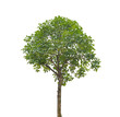 Foto: plant tree plant tree