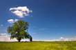 Big Tree on Green Meadow