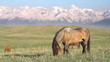 Horse on a hilly pasture. Slow Motion at a rate of 240 fps