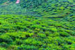 Tea plantation
