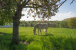White horse in a sunlit meadow in spring