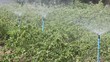 watering eggplant with sprinkler 