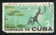 Swamp and mosquito