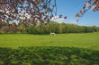 White horse in a sunlit meadow in spring