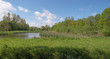 Photo: Fen in a sunlit forest in spring Fen in a sunlit forest in spring