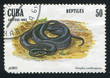 Snake Alsophis cantherigerus