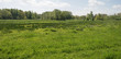 Photo: Sunlit meadow in spring Sunlit meadow in spring