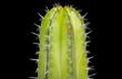 Cereus cactus