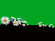 Vektor: camomiles flowers on green and black background camomiles flowers on green and black background