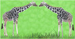 Vector: two giraffes in green grass two giraffes in green grass