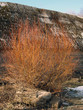 Yellow willows 2