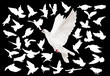large set of white pigeons