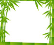 bamboo green branches frame on white