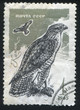 Buzzard