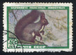 Foto: Red squirrel Red squirrel