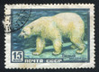 Polar bear