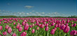 canvas print picture - tulip field