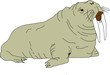 tricheco