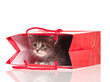 Little kitten