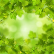 Bunch of green vine leaves