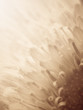Gerbera Sepia