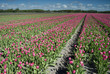 canvas print picture - tulip field