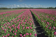 canvas print picture - tulip field