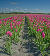 canvas print picture - tulip field