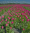 canvas print picture - tulip field