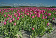 canvas print picture - tulip field